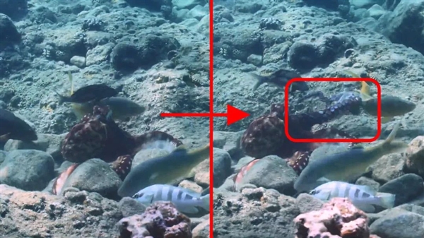 星歐平台官方：章魚聰明的有點兒過分了：會尋找“魚奴”來幫自己捕獵