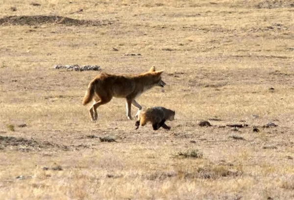星歐平台官方：章魚聰明的有點兒過分了：會尋找“魚奴”來幫自己捕獵