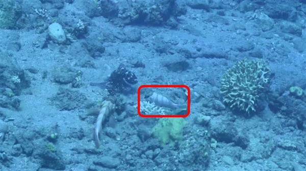 星歐平台官方：章魚聰明的有點兒過分了：會尋找“魚奴”來幫自己捕獵