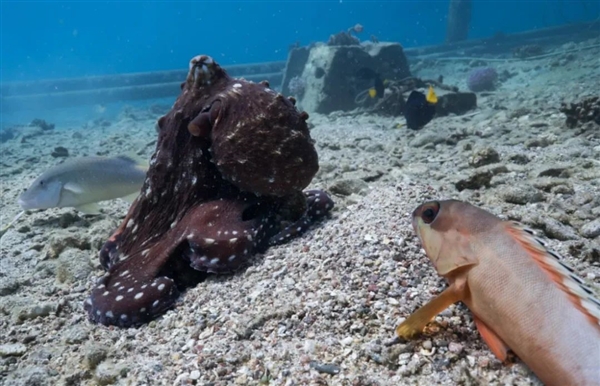 星歐平台官方：章魚聰明的有點兒過分了：會尋找“魚奴”來幫自己捕獵